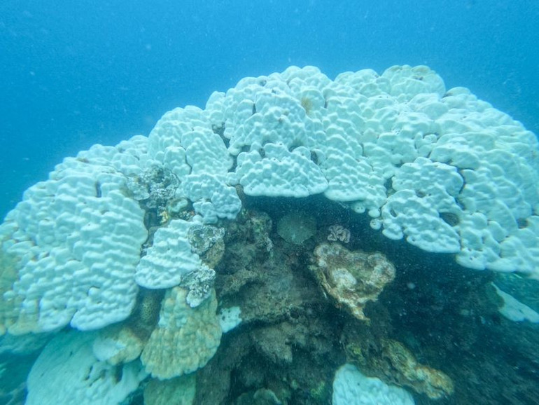 San hô bị tẩy trắng và chết do hiện tượng El Nino ( Ảnh: Ban Quản lý Vườn quốc gia Côn Đảo). San hô bị tẩy trắng và chết do hiện tượng El Nino ( Ảnh: Ban Quản lý Vườn quốc gia Côn Đảo).