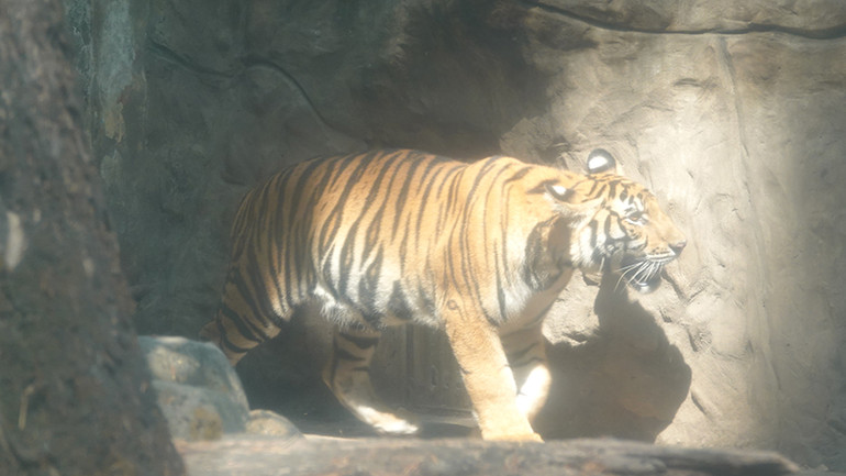 Bình là bé hổ xuất hiện đầu tiên trong bữa tiệc mừng 1 tuổi.