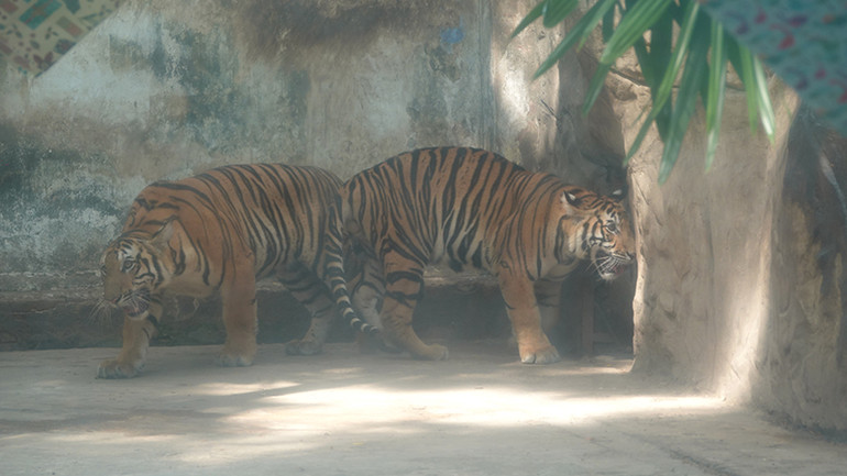Cả hai cứ quẩn quanh bên cổng chuồng hổ mẹ.