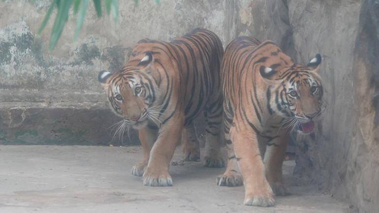 Bình và Dương sinh cùng lúc nên rất giống nhau.