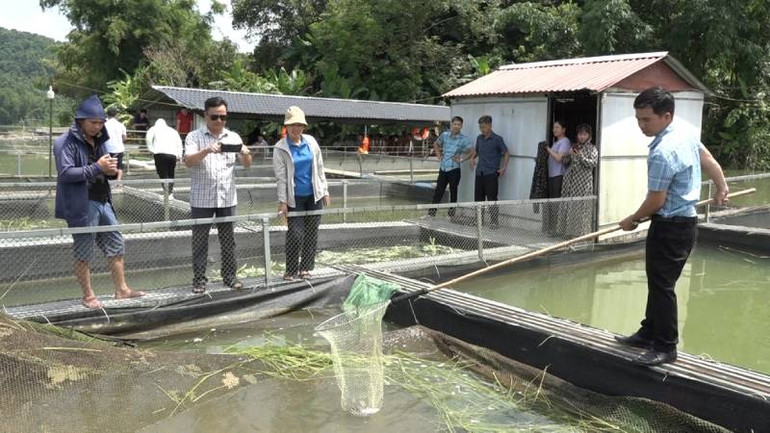 Các hộ nuôi cá lồng huyện Văn Lãng, hiện nay đã khôi phục lại các bè nuôi cá.