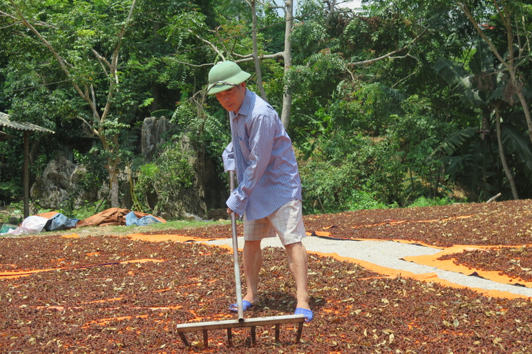 Người dân xã Yên Phúc, Văn Quan, (Lạng Sơn), phơi hoa hồi để xuất khẩu.