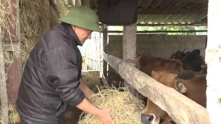 Người dân ở huyện Lộc Bình (Lạng Sơn) tích trữ cỏ khô, dự trữ thức ăn cho đàn bò.