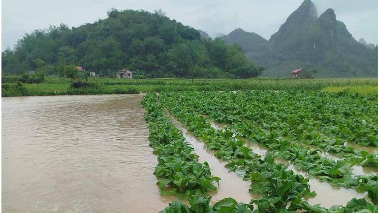 Nhiều ruộng thuốc lá xuân ở xã Y tịch, Chi Lăng, (Lạng Sơn) bị ngập úng.