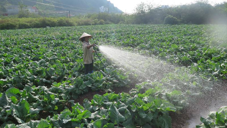 Người dân thành phố Lạng Sơn, chăm sóc rau, không để băng giá bám trên rau màu.