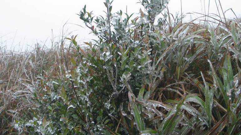 Băng tuyết phủ trên các ngọn cây, cỏ trên khu du lịch Mẫu Sơn, Lộc Bình (Lạng Sơn). Băng tuyết phủ trên các ngọn cây, cỏ trên khu du lịch Mẫu Sơn, Lộc Bình (Lạng Sơn).