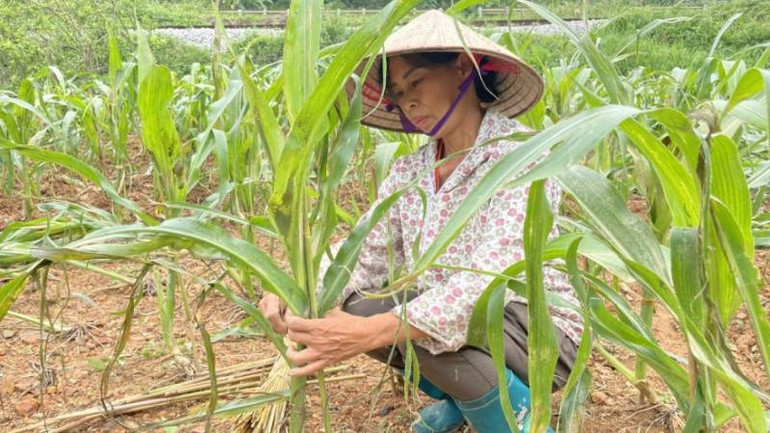 Người dân ở xã Nhân Lý, huyện Chi Lăng (Lạng Sơn) khôi phục lại vườn ngô bị đổ, gãy.