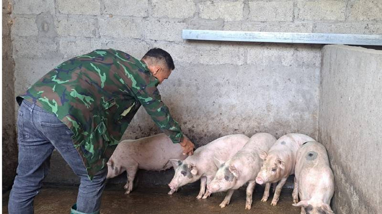 Thú y viên Thị trấn Lộc Bình, huyện Lộc Bình, (Lạng Sơn) tiêm phòng dịch tả lợn châu Phi cho lợn. Thú y viên Thị trấn Lộc Bình, huyện Lộc Bình, (Lạng Sơn) tiêm phòng dịch tả lợn châu Phi cho lợn.