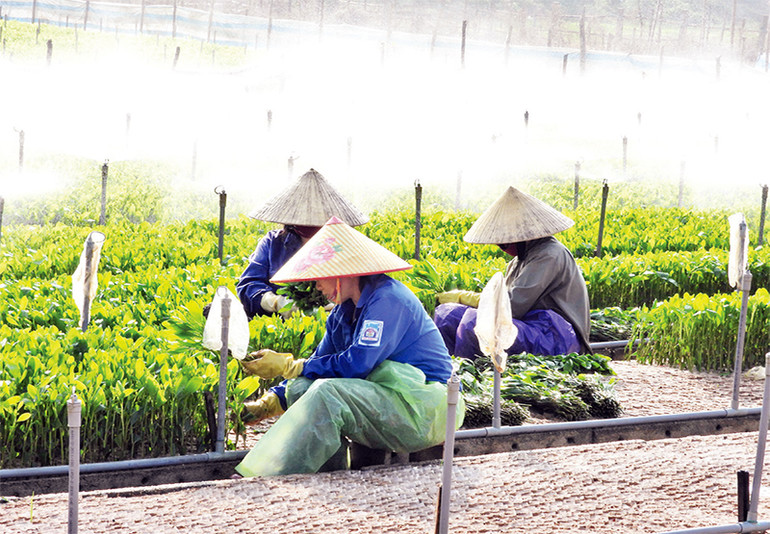 Đưa cây giống vào bầu để chuẩn bị xuất bán ra thị trường.