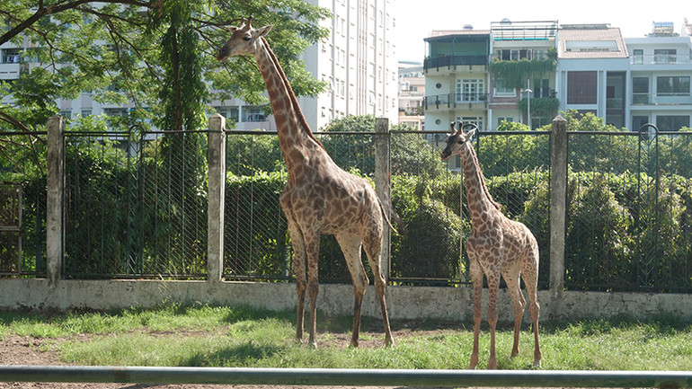 Thảo Em còn khá nhút nhát, thường đi theo mẹ.
