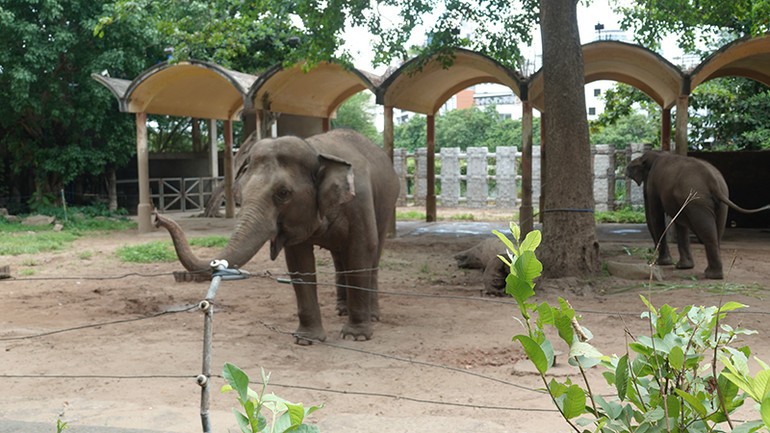 Du khách có dịp chứng kiến tập tính của các loài thú tại Thảo Cầm Viên Sài Gòn trong dịp lễ 30/4, 1/5.