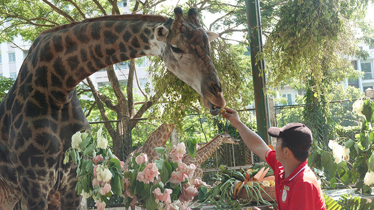 Nhân viên cho hươu cao cổ tên Thái ăn, Thái là cha của "Thảo em".