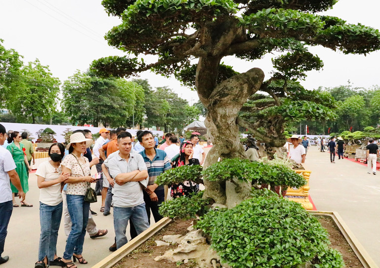 Nhiều tác phẩm cây cảnh nghệ thuật độc đáo được trưng bày tại triển lãm.