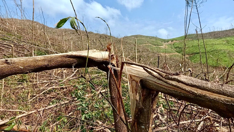 Nhiều diện tích rừng trồng sản xuất bị thiệt hại hoàn toàn. (Ảnh: QUỲNH HƯƠNG)