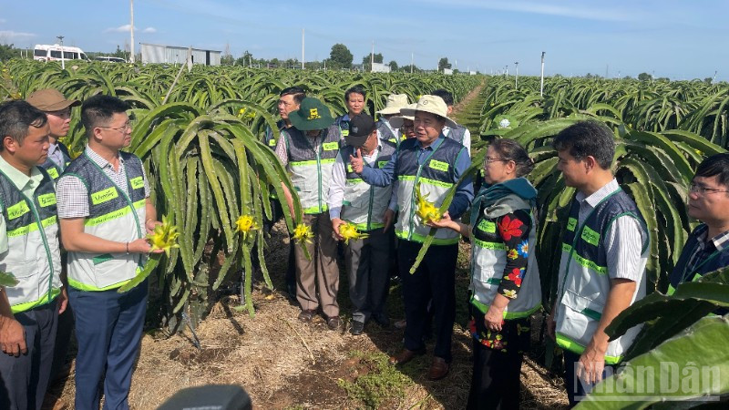 Trung tâm Khuyến nông các địa phương tham quan vườn thanh long.