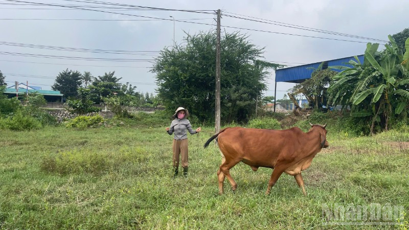 Chị Nguyễn Thị Hà (46 tuổi) không có đất làm chuồng nuôi bò, nên đã buộc bò vào một bãi đất trống gần chỗ làm thuê.