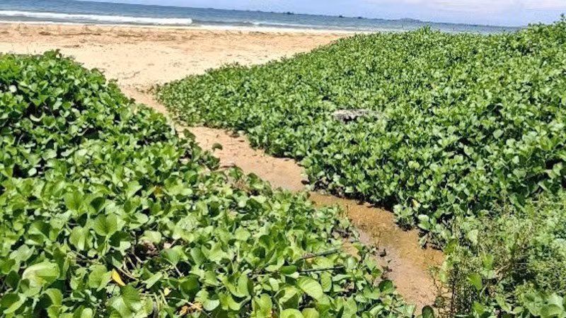 Nước thải khu du lịch Asteria có màu đen chảy ra biển.