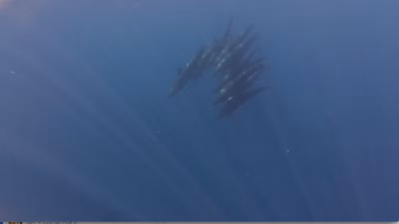 Đàn cá voi bơi lội dưới biển Phú Quý.