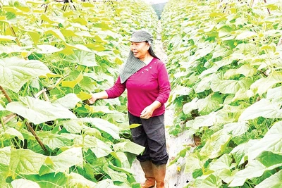  Nông dân xã Nam Minh, tỉnh Ninh Bình chăm sóc cây vụ đông.