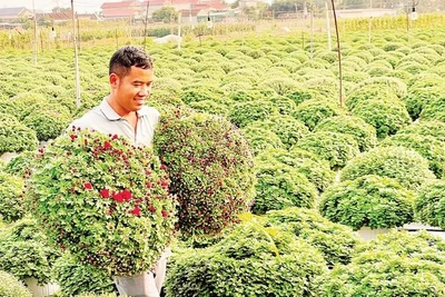 Những chậu cúc mâm xôi đang được người trồng hoa, cây cảnh Ninh Bình chăm sóc kỹ lưỡng.