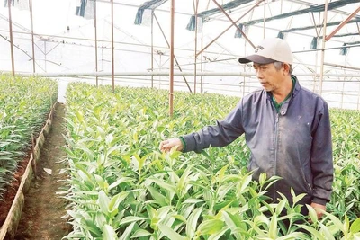 Nhà vườn tại làng hoa Thái Phiên, phường Lâm Viên-Đà Lạt chăm sóc vườn hoa lily phục vụ Tết.