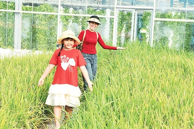 Du khách tham quan khu trồng lúa trên cao của Nông trại Suối Gạo.