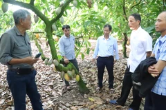 Chuyên gia thăm mô hình canh tác ca cao bền vững gắn với tăng trưởng xanh và giảm phát thải carbon của hộ ông Vũ Văn Lứa ở thôn Đồng Tâm, xã Ea Knốp, tỉnh Đắk Lắk thuộc Dự án “Sản xuất ca cao tái sinh nhằm hỗ trợ phát triển sinh kế tại Việt Nam”.