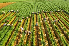 Tác phẩm “Nghề truyền thống” của tác giả Nguyễn Hải Đăng đoạt giải Ba.