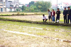 Kiểm tra diện tích gieo mạ giống lúa Ngọc Nương 9 tại phường Tam Sơn.