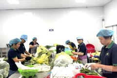 Mười tháng qua, có 1.534 doanh nghiệp thành lập mới thuộc khu vực nông, lâm nghiệp và thủy sản. (Ảnh: HNV)