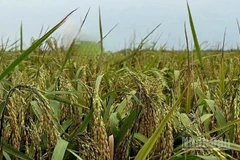 Lúa mùa đến lúc thu hoạch. (Ảnh: HNV)