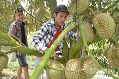 Sầu riêng là loại quả đặc sản của tỉnh Đồng Tháp.