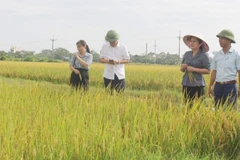 Lãnh đạo xã Hòa Phú kiểm tra lúa mùa. 