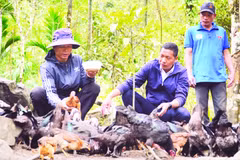Thầy giáo Phạm Quang Hướng (giữa) hướng dẫn các hộ ở thôn 4, xã Trà Tập chăn nuôi gà.