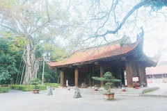 Cây đa ở Khu di tích quốc gia đặc biệt Lam Kinh.