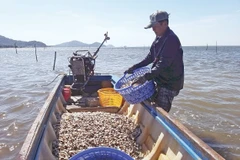 Ứng dụng kỹ thuật mới trong nuôi trồng thủy sản giúp đem lại hiệu quả kinh tế cao cho nông dân Tô Châu (An Giang).