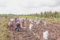 Nông dân xã Bình Phước, tỉnh Vĩnh Long thu hoạch khoai mỡ. Ảnh: Bá Dũng