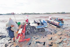 Nhiều khu vực sản xuất nông nghiệp có nguy cơ thiếu nước và xâm nhập mặn. Ảnh: Báo Kiên Giang