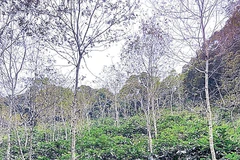 Trồng cây đa tán giúp hạn chế tác động tiêu cực đến tài nguyên đất.