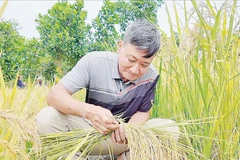 Ông Từ Bá Đạt bên ruộng lúa Nếp thơm AG do mình lai tạo. Ảnh: Lê Hoàng Vũ