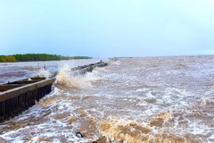 Ảnh hưởng của bão số 12 gây sóng to khu vực ven biển tỉnh Cà Mau.