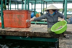 Không ít ngư dân giàu lên nhờ nuôi biển.