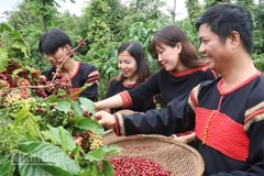 Người dân Đắk Lắk thu hoạch cà-phê niên vụ 2025-2026.