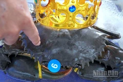 “Nhà vô địch” cua Cà Mau có trọng lượng lên đến 1.820,3 gram (hơn 1,82kg), và chiều rộng mai gần 20cm.