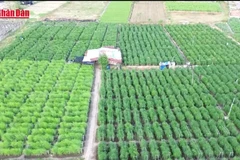[Video] Khánh Hòa: Hỗ trợ vùng đồng bào thay đổi sản xuất