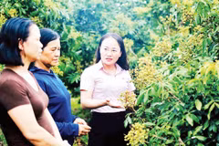 Nông dân xã Hoàng Hoa Thám, tỉnh Hưng Yên vay vốn tín dụng chính sách giải quyết việc làm đầu tư chăm sóc vườn nhãn theo quy trình VietGAP. 
