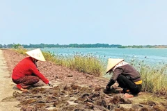 Tần tảo mưu sinh với nghề phơi rong biển dọc bờ sông Thạch Hãn.