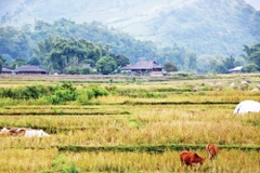 Cánh đồng lúa Tú Lệ sau mùa gặt.