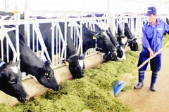 Trang trại nuôi bò sữa của doanh nghiệp tại xã Đơn Dương, tỉnh Lâm Đồng được đầu tư hiện đại.