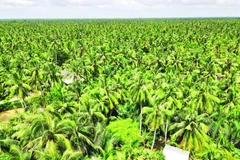 Tỉnh Vĩnh Long đang phát triển vườn dừa hữu cơ mang lại hiệu quả kinh tế cao.